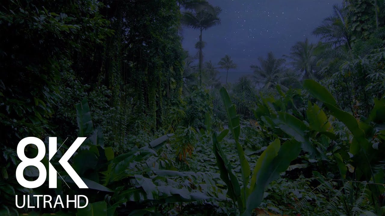 Jungle Night Sounds | Crickets, Cicadas & other Night Creatures Singing | 10 Hours